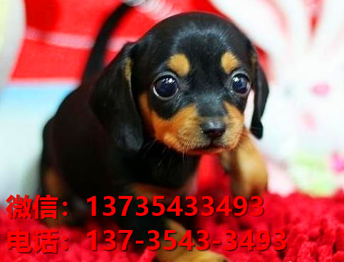 湖北武汉犬舍出售纯种腊肠犬宠物狗市场在哪卖