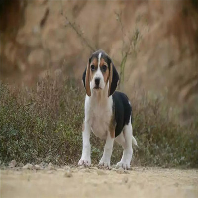 厦门哪里有卖比格犬 比格幼犬猎兔犬 比格黄白花纯种健康多少钱 比格犬舍