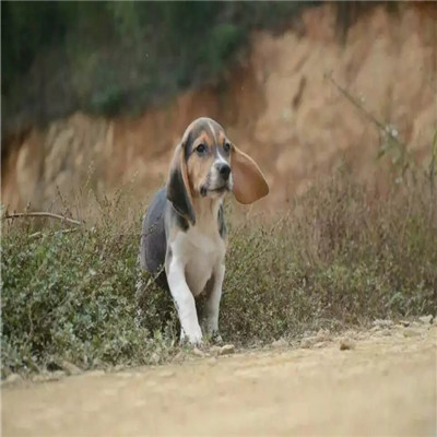 铜仁哪里有卖比格犬 比格幼犬猎兔犬 比格黄白