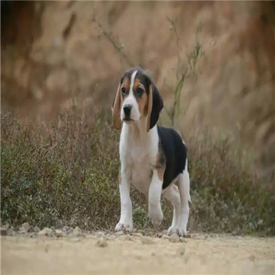 黔江哪里有卖比格犬 比格幼犬猎兔犬 比格黄白花纯种健康多少钱 比格犬舍