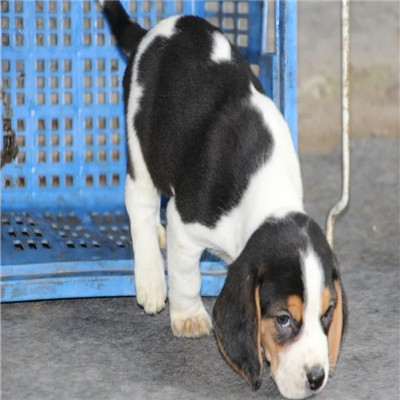 青岛哪里有卖比格犬 比格幼犬猎兔犬 比格黄白花纯种健康多少钱 比格犬舍