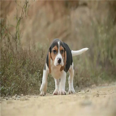 崇文哪里有卖比格犬 比格幼犬猎兔犬 比格黄白花纯种健康多少钱 比格犬舍