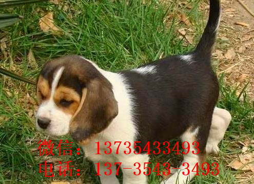 武汉犬舍出售猎兔犬比格犬宠物狗市场卖狗买狗