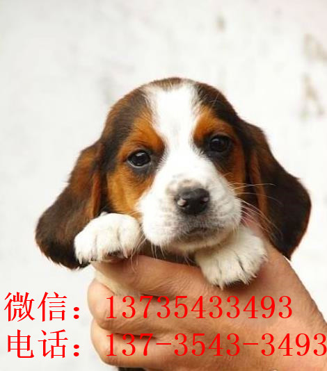 深圳犬舍出售猎兔犬比格犬宠物狗市场卖狗买狗