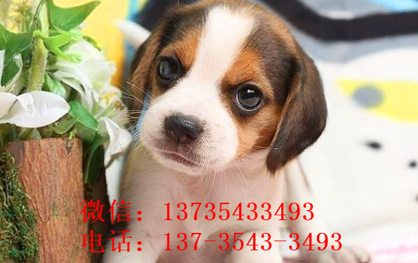 成都犬舍出售猎兔犬比格犬宠物狗市场卖狗买狗