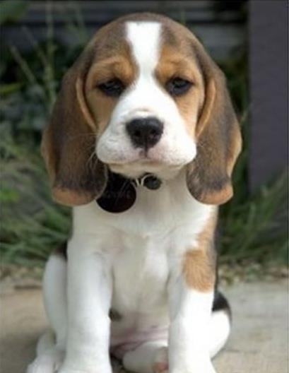 杭州犬舍出售猎兔犬比格犬宠物狗市场卖狗买狗