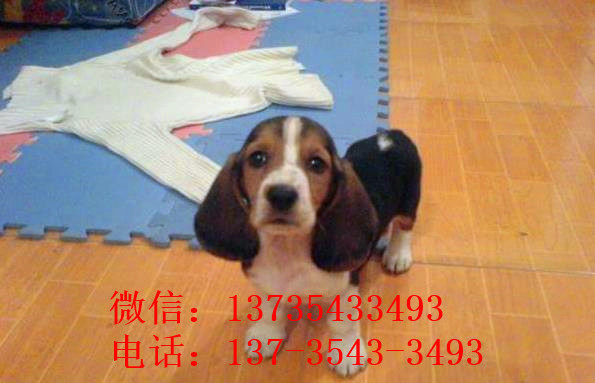 贵阳犬舍出售猎兔犬比格犬宠物狗市场卖狗买狗