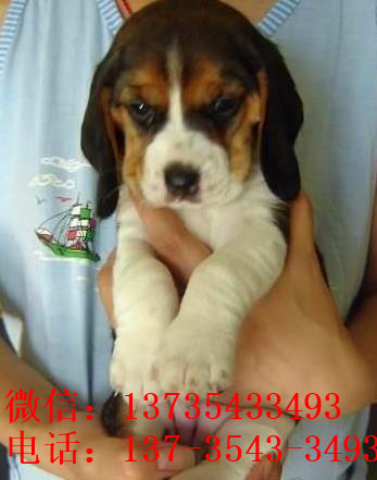 西安犬舍出售猎兔犬比格犬宠物狗市场卖狗买狗