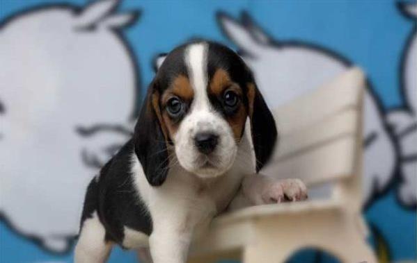 广州犬舍出售猎兔犬比格犬宠物狗市场卖狗买狗