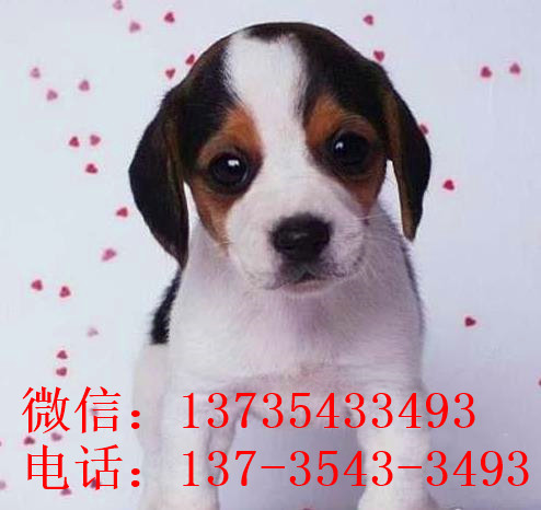 青岛犬舍出售猎兔犬比格犬宠物狗市场卖狗买狗