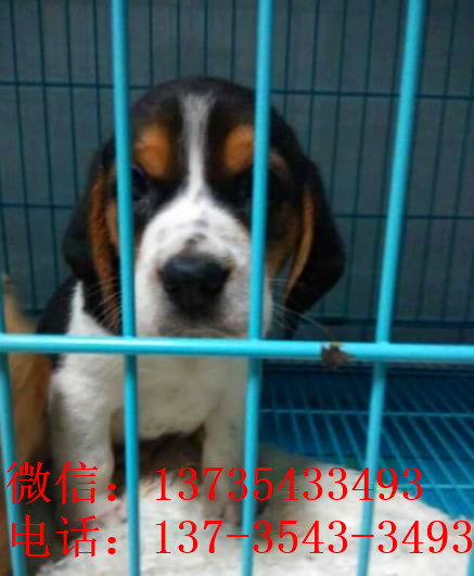 北京犬舍出售猎兔犬比格犬宠物狗市场卖狗买狗