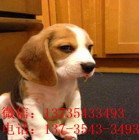 贵阳犬舍出售猎兔犬比格犬宠物狗市场卖狗买狗