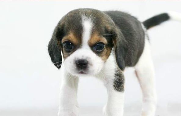 ?？谌岢鍪哿酝萌雀袢栉锕肥谐÷艄仿蚬? /></div>      <div   id=