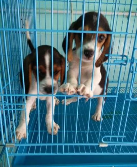 北京犬舍出售猎兔犬比格犬宠物狗市场卖狗买狗