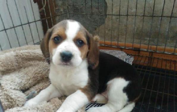 昆明犬舍出售猎兔犬比格犬宠物狗市场卖狗买狗