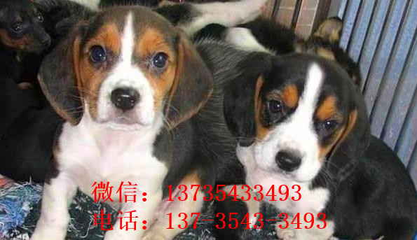 济南犬舍出售猎兔犬比格犬宠物狗市场卖狗买狗