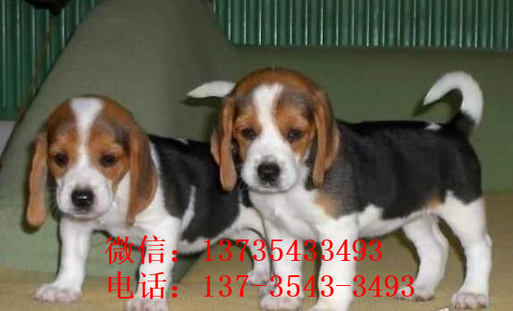 深圳犬舍出售猎兔犬比格犬宠物狗市场卖狗买狗