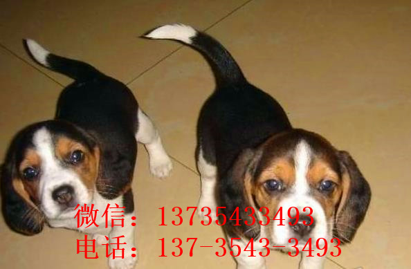 武汉犬舍出售猎兔犬比格犬宠物狗市场卖狗买狗