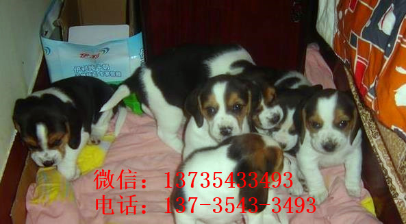 南宁犬舍出售猎兔犬比格犬宠物狗市场卖狗买狗