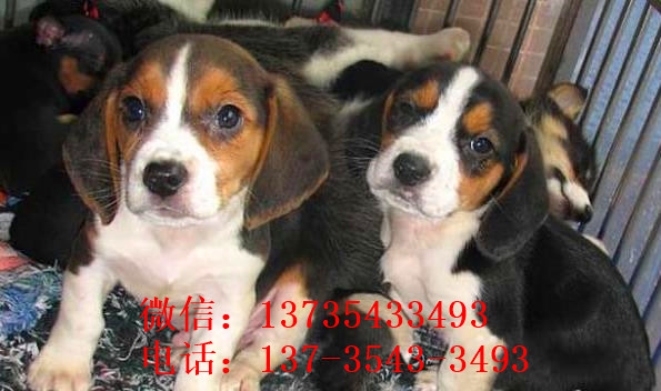 济南犬舍出售猎兔犬比格犬宠物狗市场卖狗买狗