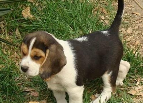 青岛犬舍出售猎兔犬比格犬宠物狗市场卖狗买狗