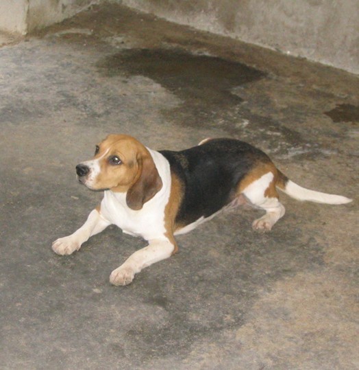 怒江本地哪里买卖猎兔小狗泸水地区出售纯种猎兔幼犬