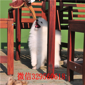 平顶山罗威纳多少钱一只出售纯种德系罗威纳出售双血罗威纳罗威纳图片