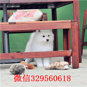 平顶山罗威纳多少钱一只出售纯种德系罗威纳出售双血罗威纳罗威纳图片