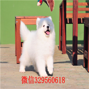 平顶山罗威纳多少钱一只出售纯种德系罗威纳出售双血罗威纳罗威纳图片