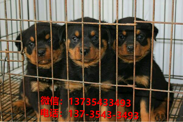 威海犬舍出售纯种罗威纳犬防暴犬大型犬宠物狗