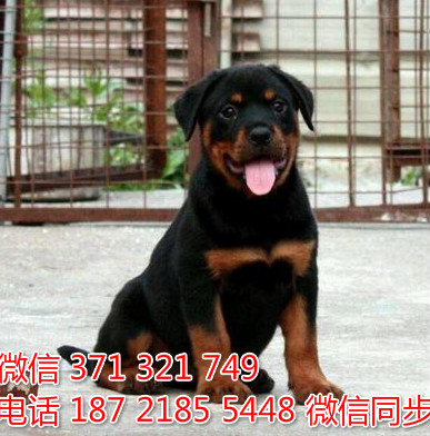 狗场批发零售泰迪犬博美犬比熊犬巴哥罗威纳宠物狗狗铱