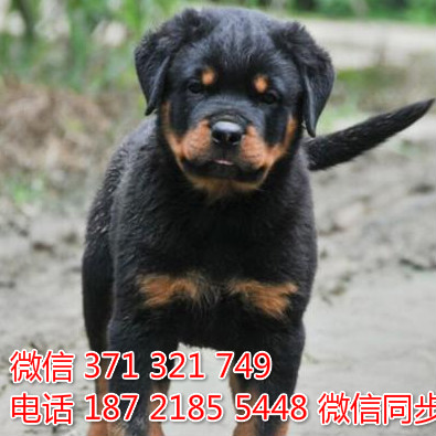 狗场批发零售泰迪犬博美犬比熊犬巴哥罗威纳宠物狗狗铱