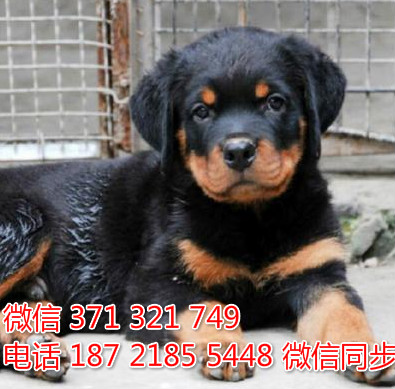 狗场批发零售泰迪犬博美犬比熊犬巴哥罗威纳宠物狗狗较