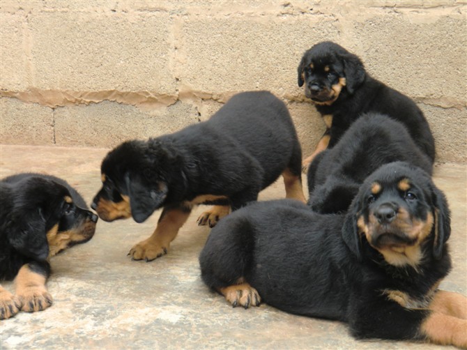 保山施甸县哪里买罗威纳 云南狗场买罗威纳