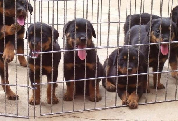 镇康县买罗威纳请进 云南狗场罗威纳幼犬出售