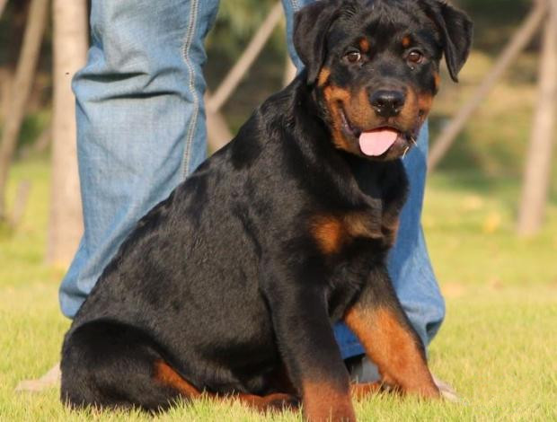 广州出售纯种健康罗威纳幼犬 疫苗齐全 多窝可选