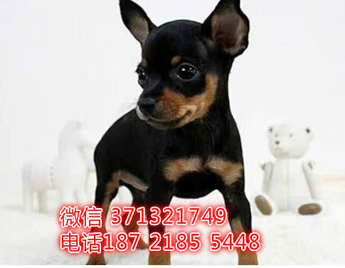 小鹿犬出售纯种幼犬，铁包金色棕色迷你小鹿犬