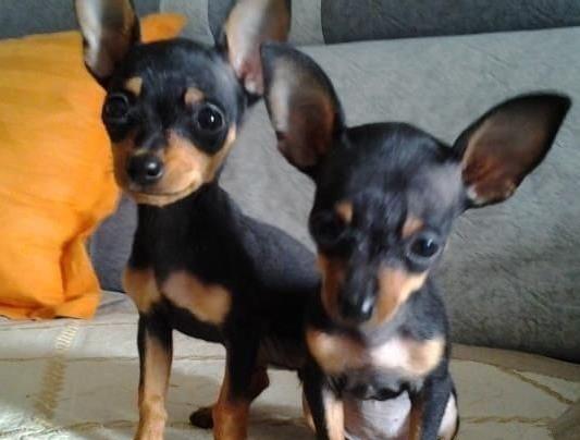 济南犬舍出售纯种小鹿犬狗市场卖狗买狗在哪