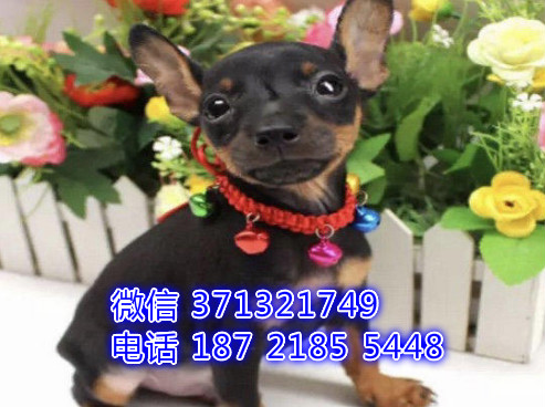 南京狗场出售 小鹿犬幼犬狗狗 南京犬舍狗场在