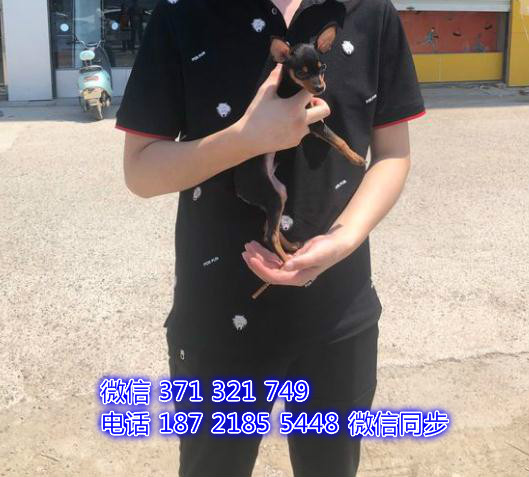 无锡宠物 小鹿犬出售 无锡犬舍 无锡狗场