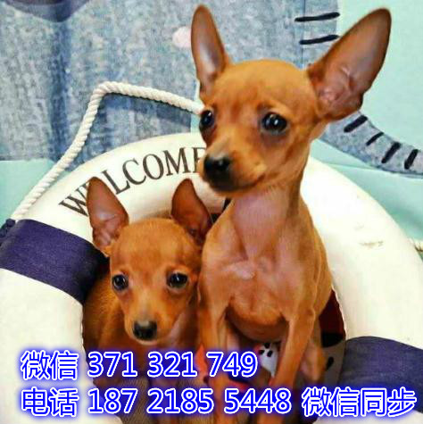 天津全国发货 小鹿犬出售幼犬 天津宠物狗狗促