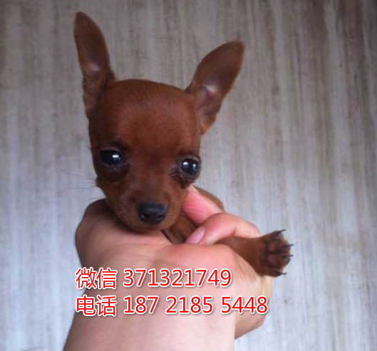 合肥狗狗小鹿犬出售纯种 合肥犬舍 全国发货