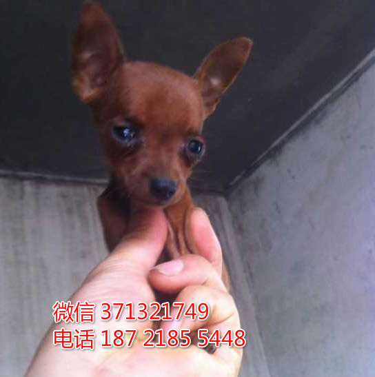 天津狗狗 小鹿犬出售 天津特价犬舍 全国发货