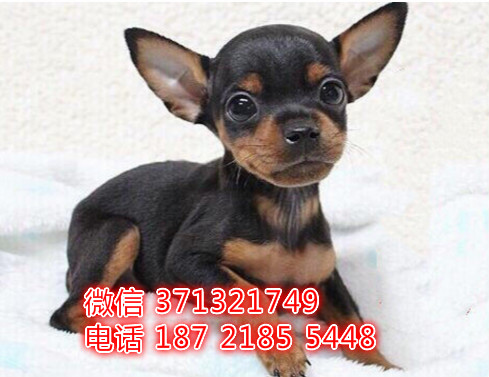 苏州狗狗 小鹿犬出售纯种幼犬 苏州犬舍全国发