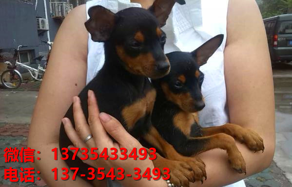 汕尾犬舍出售纯种小鹿犬幼犬活体宠物狗狗出售