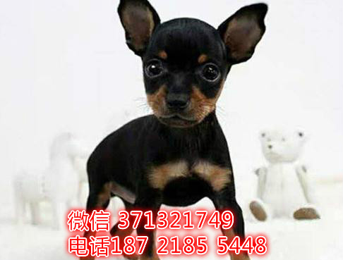 重庆特惠 小鹿犬出售纯种幼犬 重庆犬舍宠物狗狗狗场约克夏