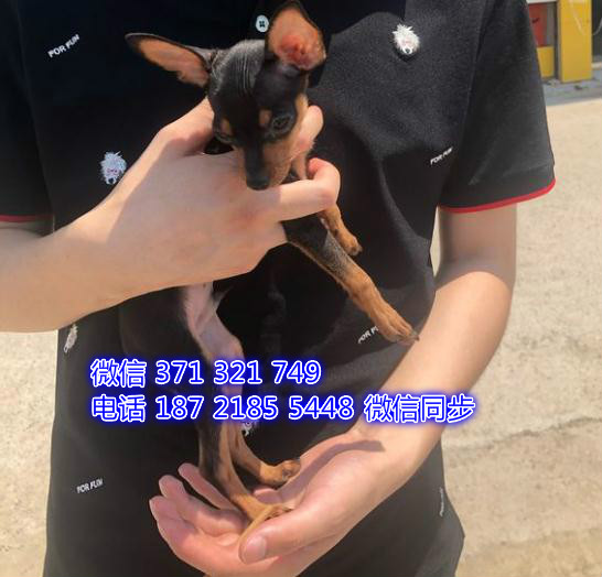 宠物狗狗小鹿 全国可以发货 犬舍繁殖 包健康