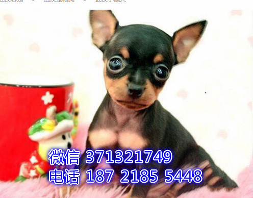 宠物市场 哪里有宠物小鹿，精品小型中型大型犬狗狗侄