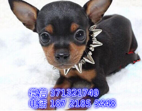 宠物市场 哪里有宠物小鹿，精品小型中型大型犬