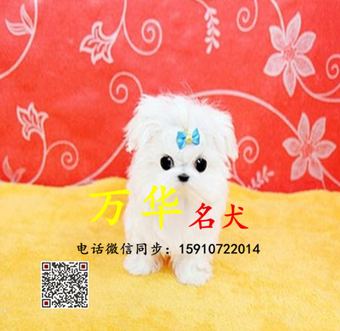 马尔济斯幼犬多少钱 马尔济斯犬舍 马尔济斯好